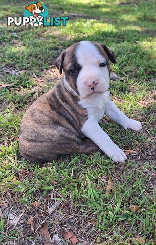 American Staffordshire pups