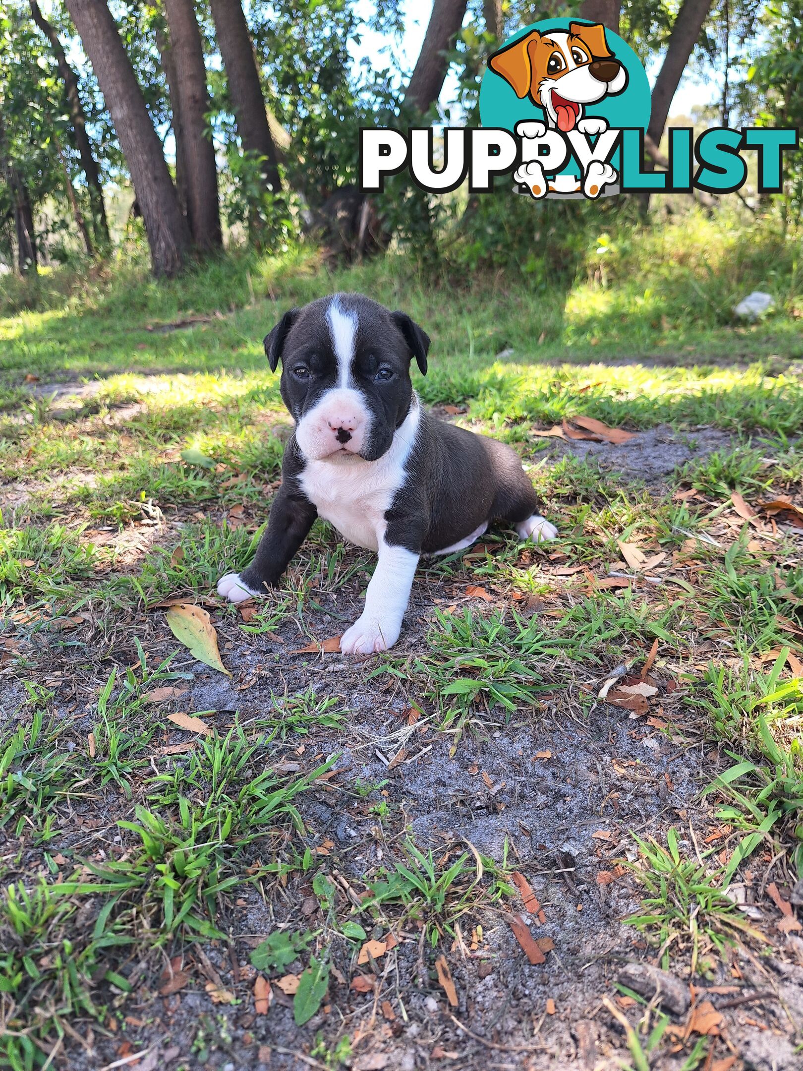 American Staffordshire pups