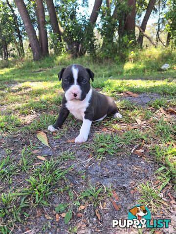 American Staffordshire pups