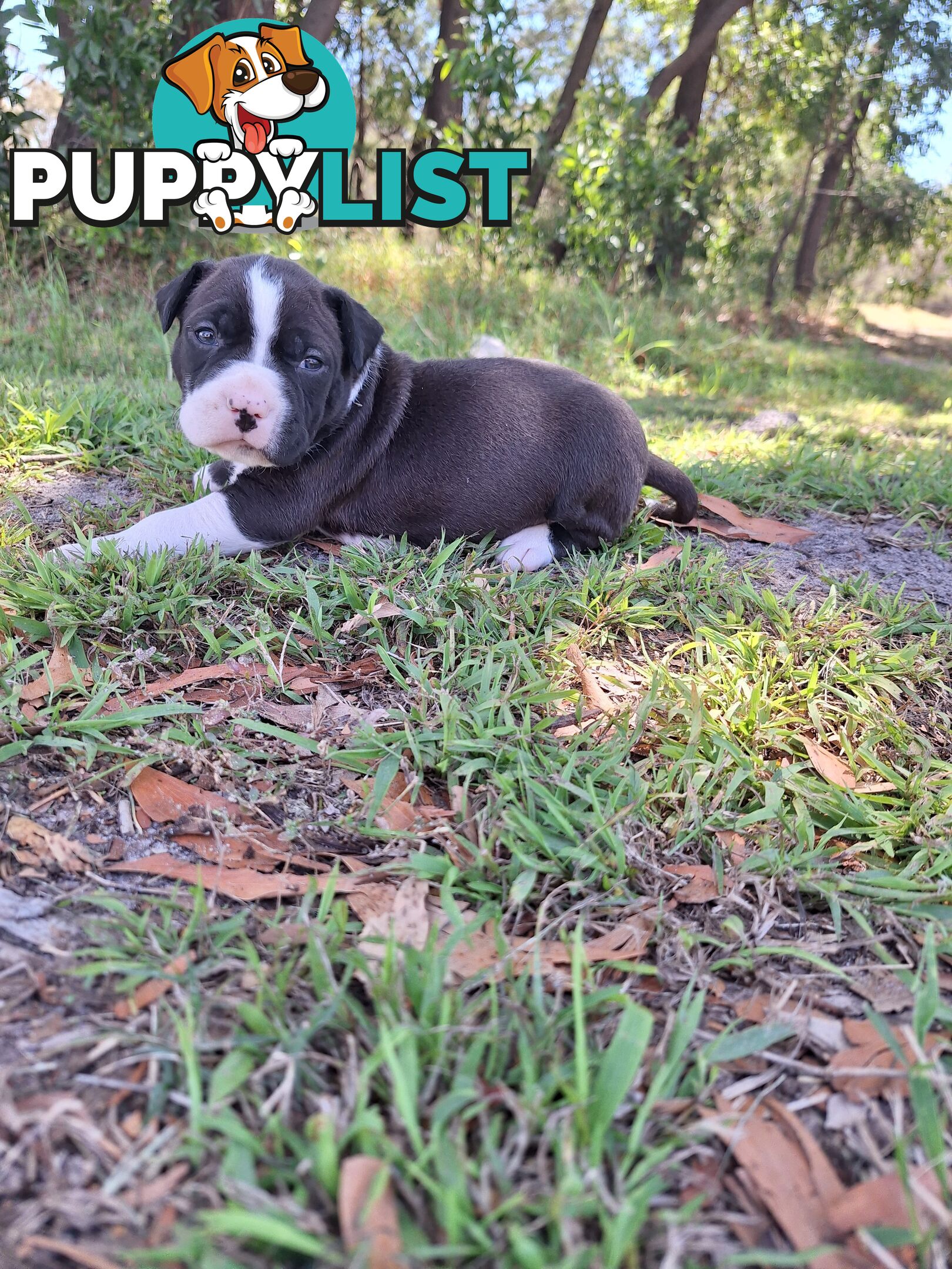 American Staffordshire pups