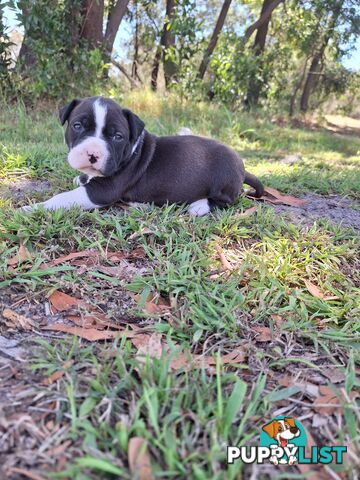 American Staffordshire pups