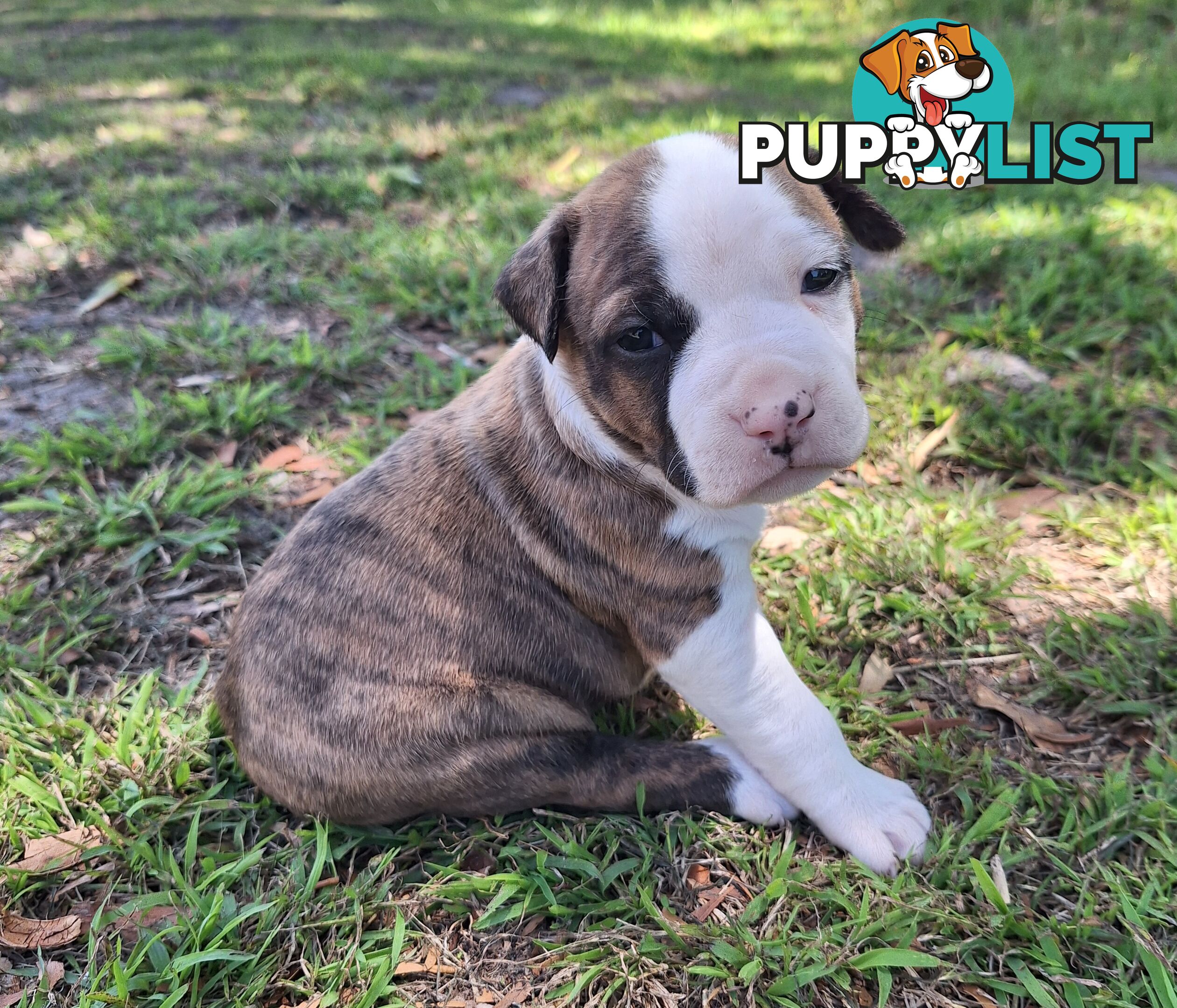 American Staffordshire pups