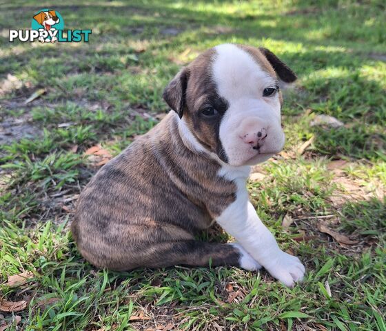 American Staffordshire pups