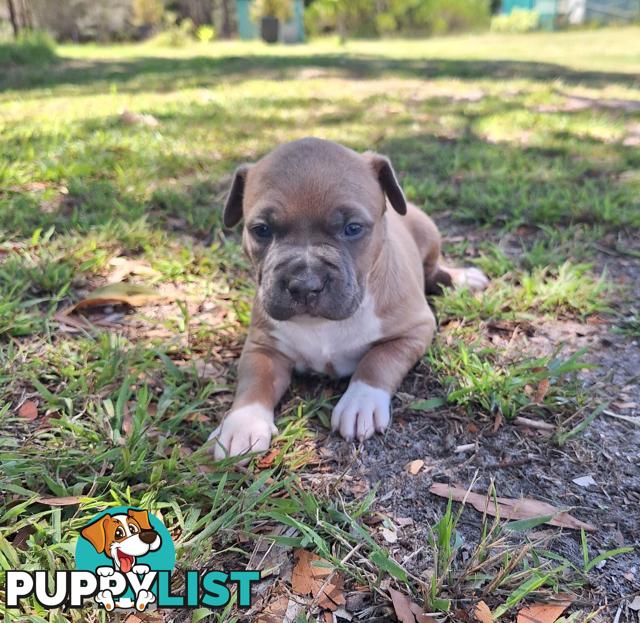 American Staffordshire pups