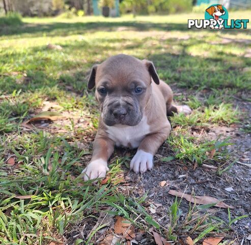 American Staffordshire pups