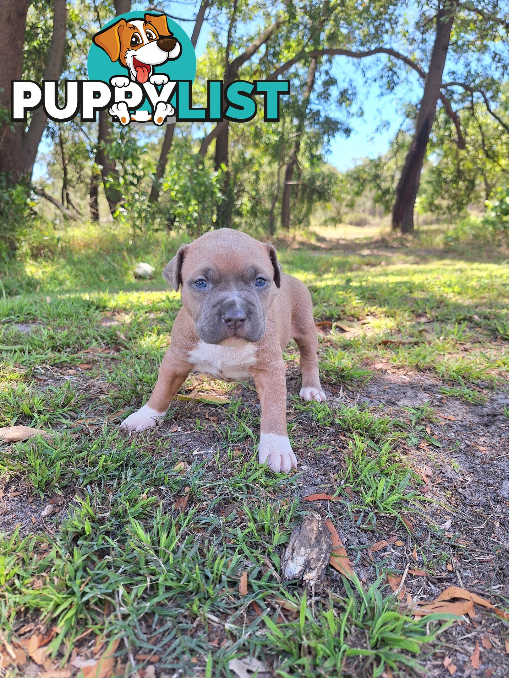 American Staffordshire pups