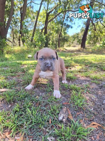 American Staffordshire pups