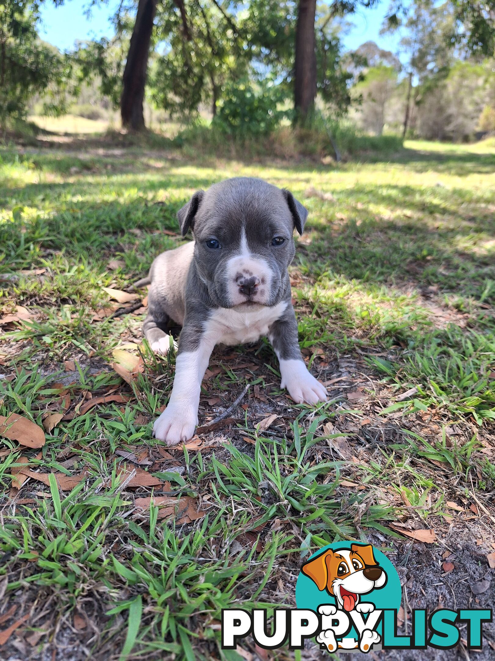 American Staffordshire pups