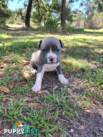 American Staffordshire pups