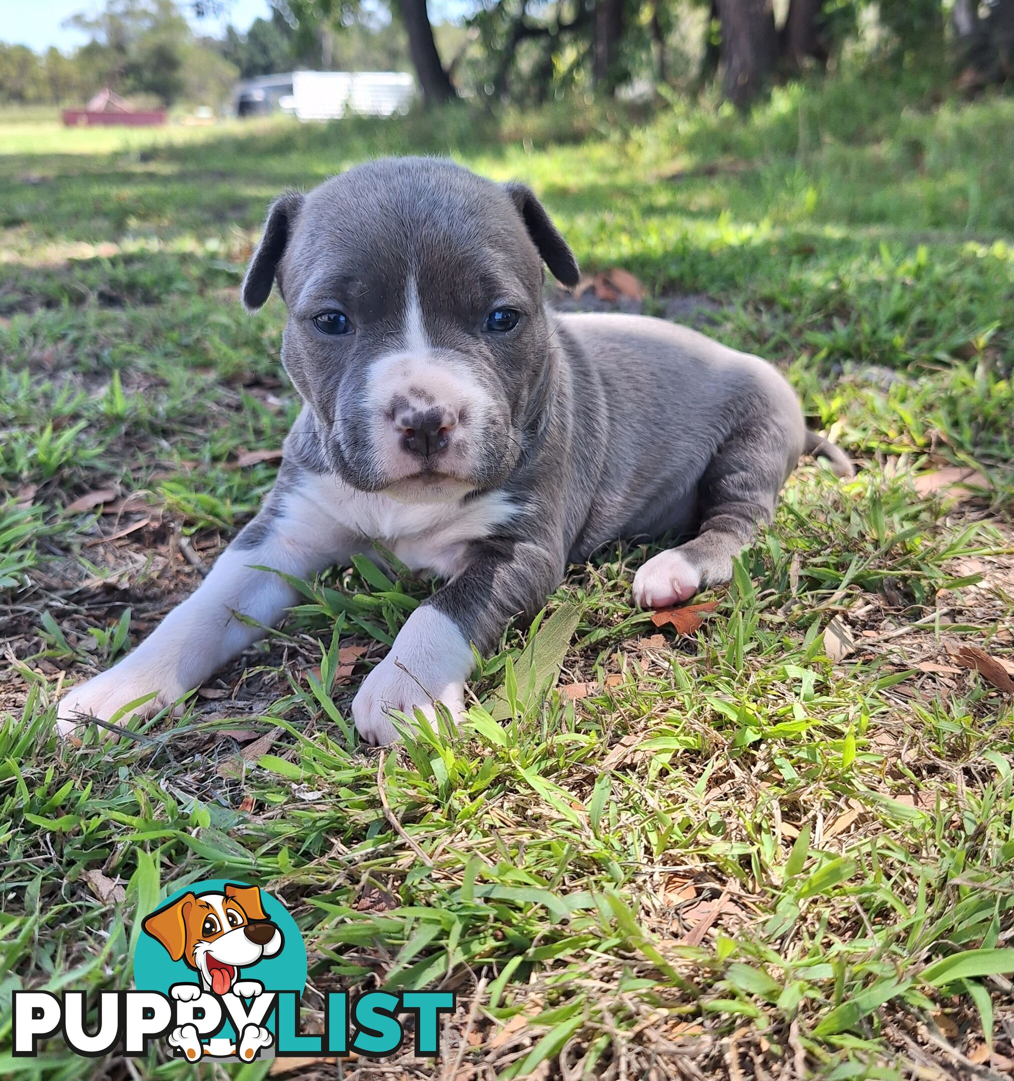 American Staffordshire pups