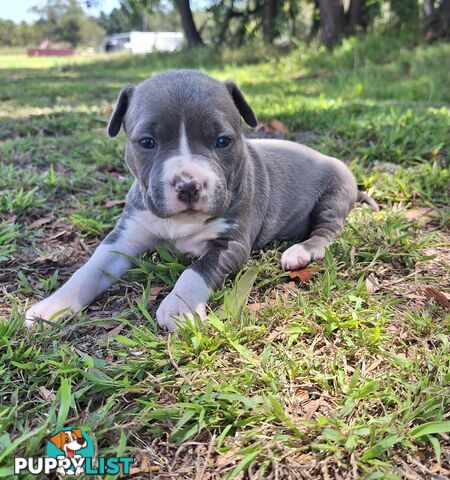 American Staffordshire pups