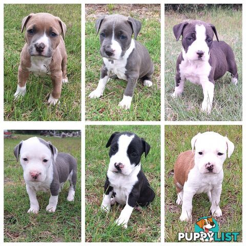 American Staffordshire pups