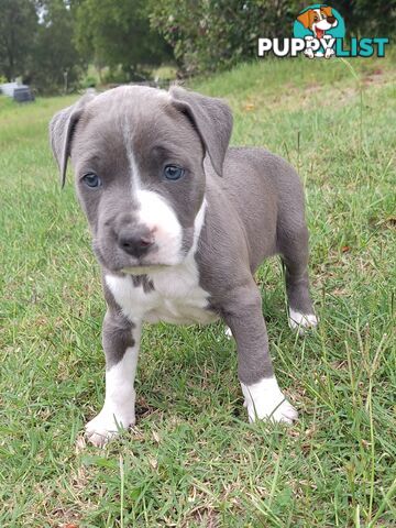 American Staffordshire pups