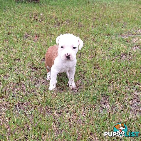 American Staffordshire pups