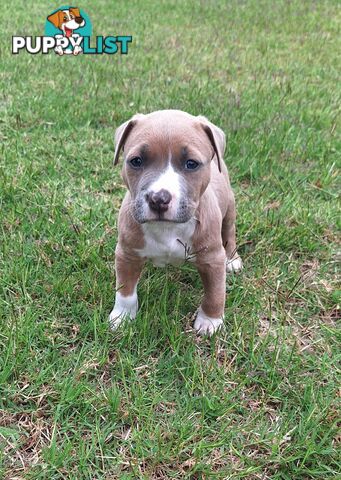 American Staffordshire pups