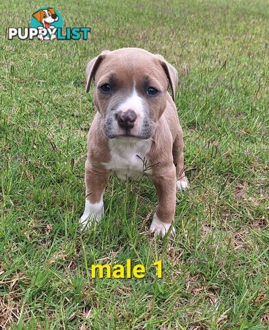 American Staffordshire pups