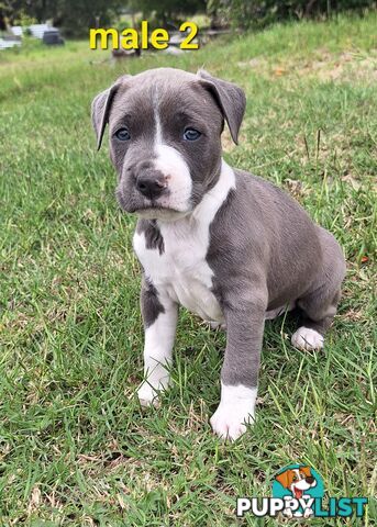 American Staffordshire pups