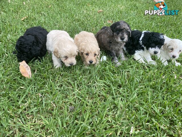 Second Generation Cavoodles - DNA Clear Parents 🎁