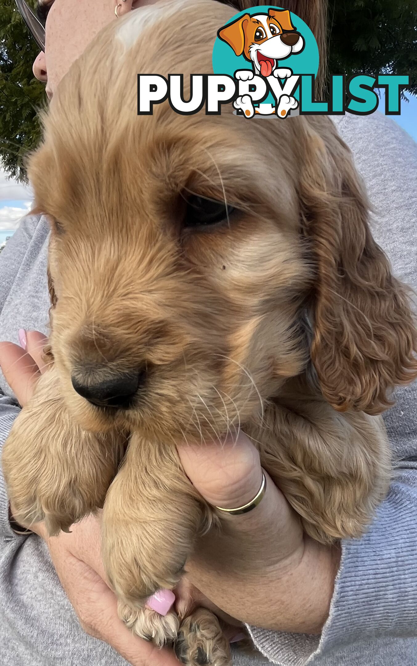 Cocker spaniel puppies
