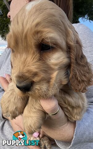 Cocker spaniel puppies