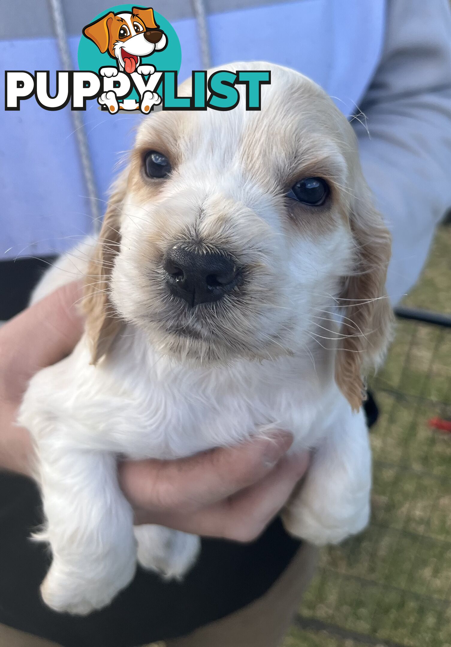 Cocker spaniel puppies