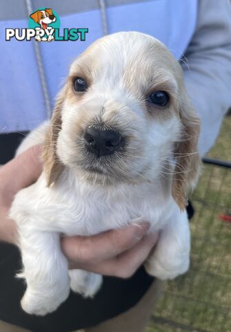Cocker spaniel puppies