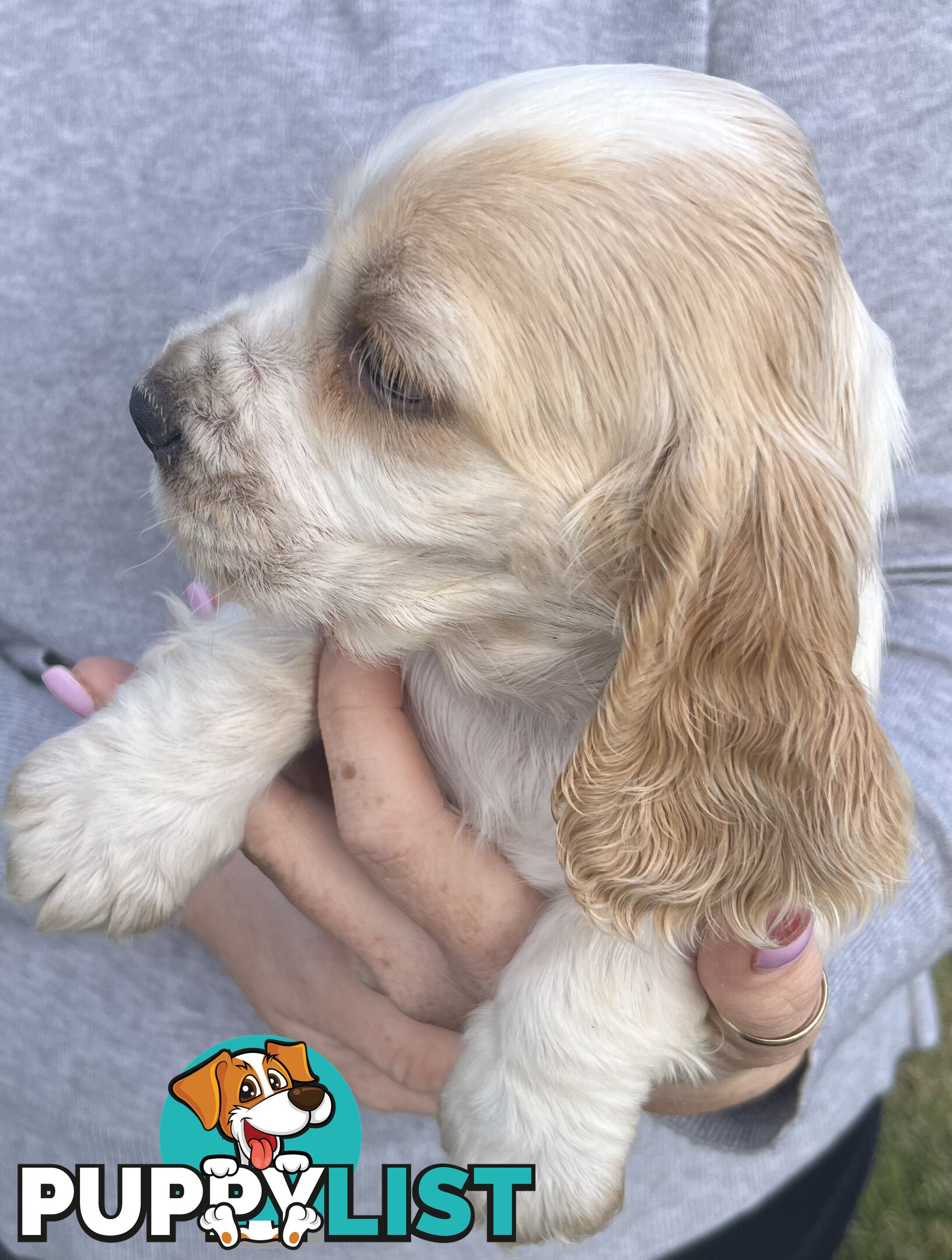 Cocker spaniel puppies