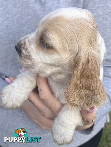 Cocker spaniel puppies