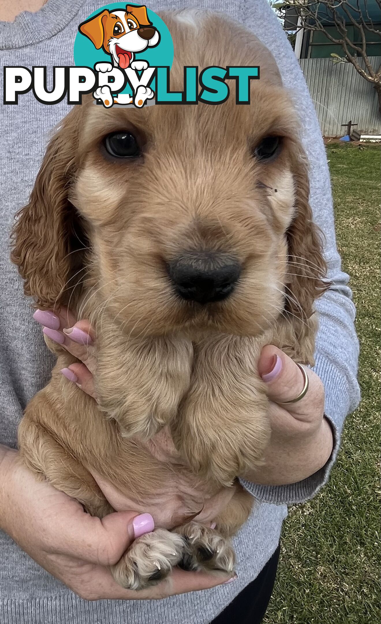 Cocker spaniel puppies