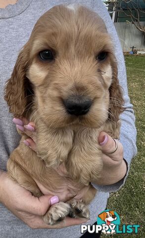Cocker spaniel puppies