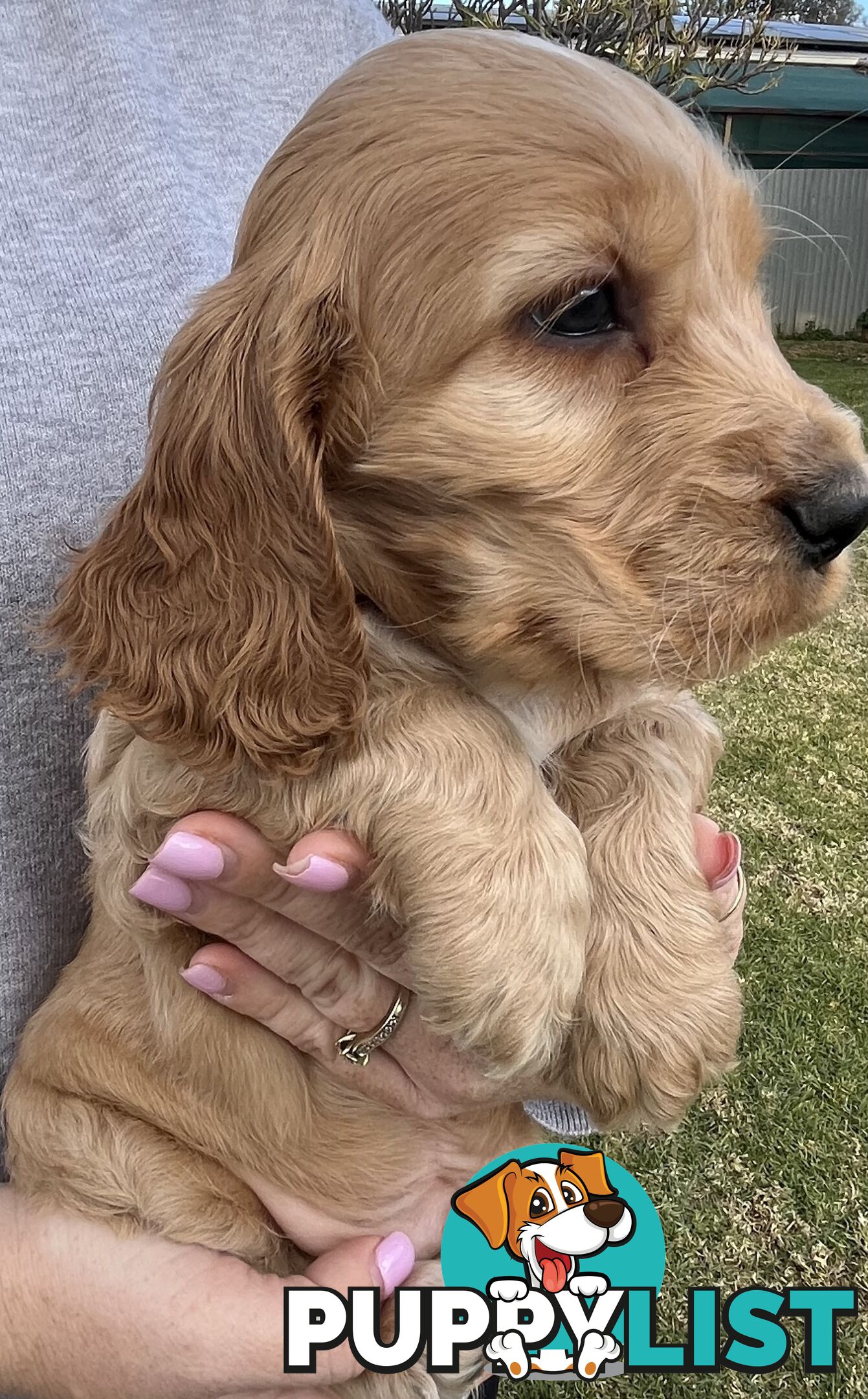 Cocker spaniel puppies
