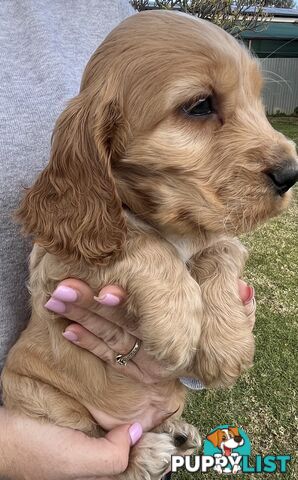 Cocker spaniel puppies