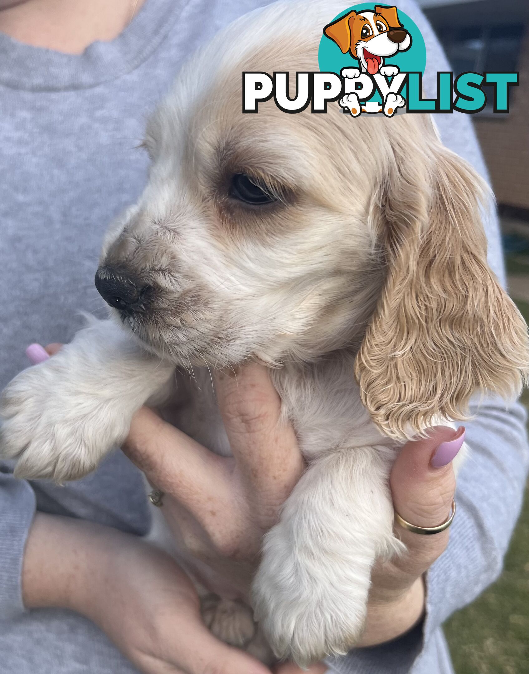 Cocker spaniel puppies