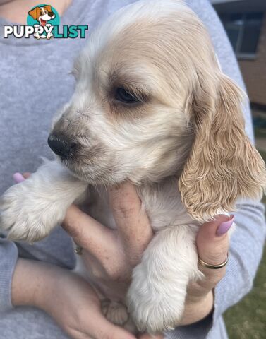 Cocker spaniel puppies