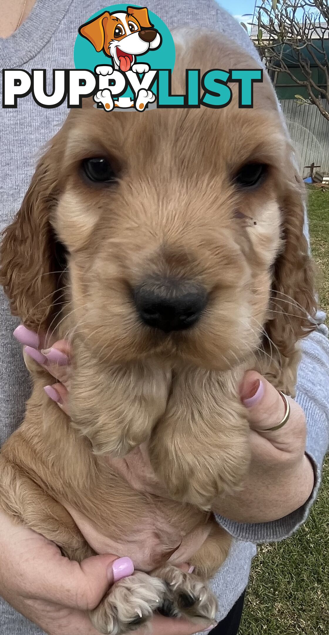 Cocker spaniel puppies