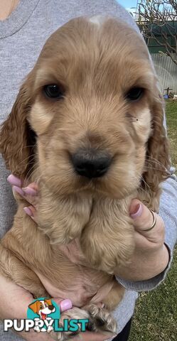 Cocker spaniel puppies