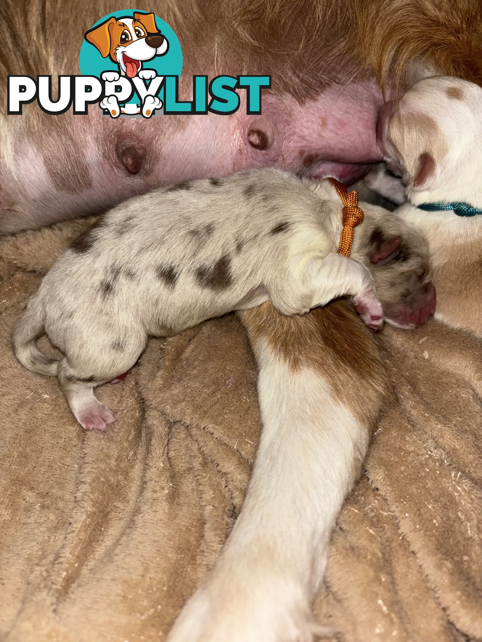 Border Collie Puppies