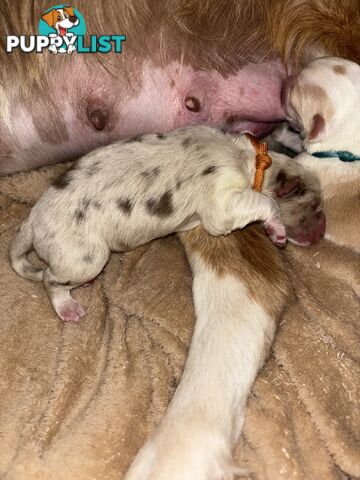 Border Collie Puppies