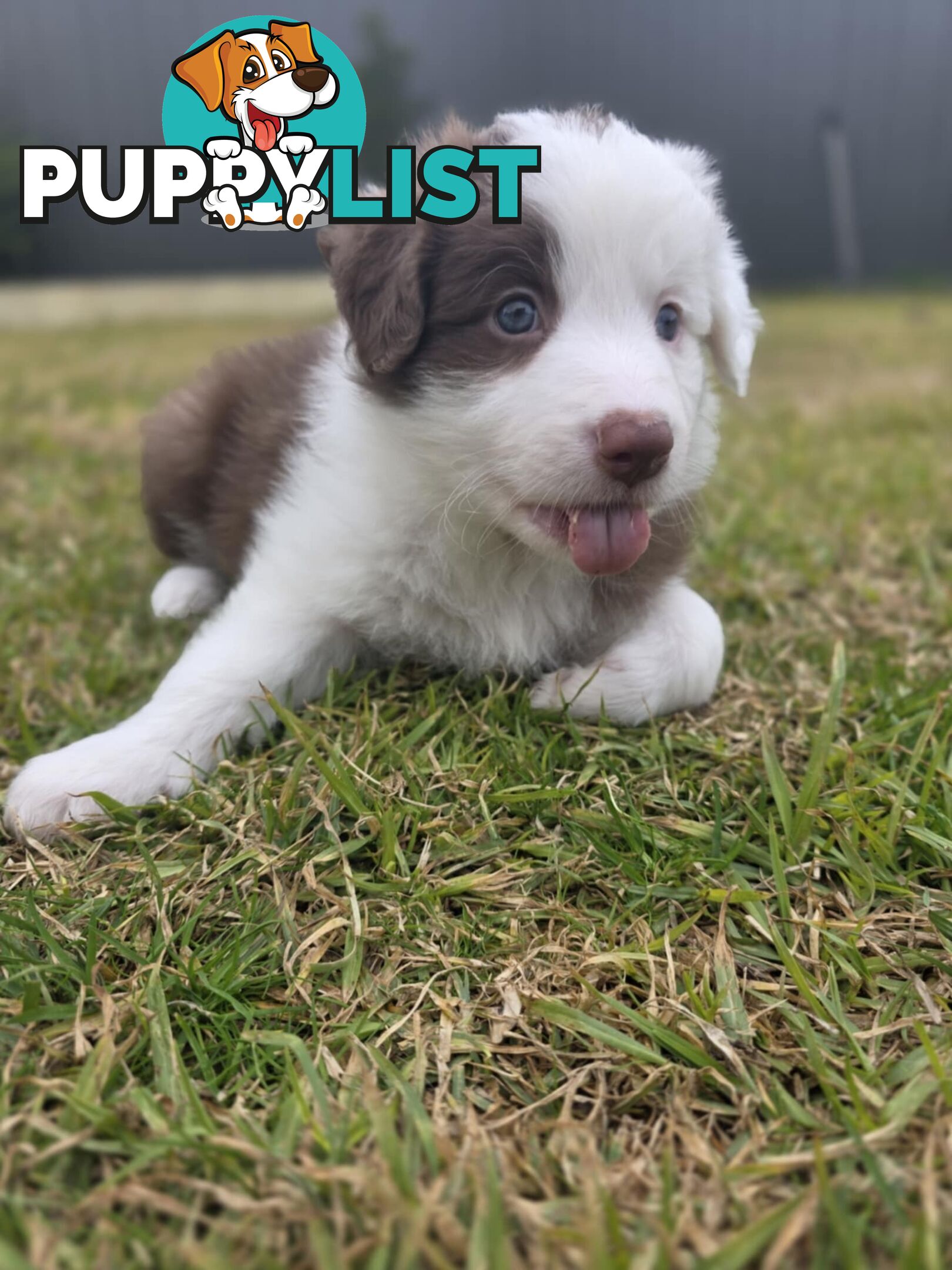 Border Collie Puppies *READY IN TWO WEEKS*