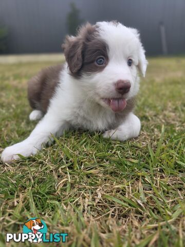 Border Collie Puppies *READY IN TWO WEEKS*