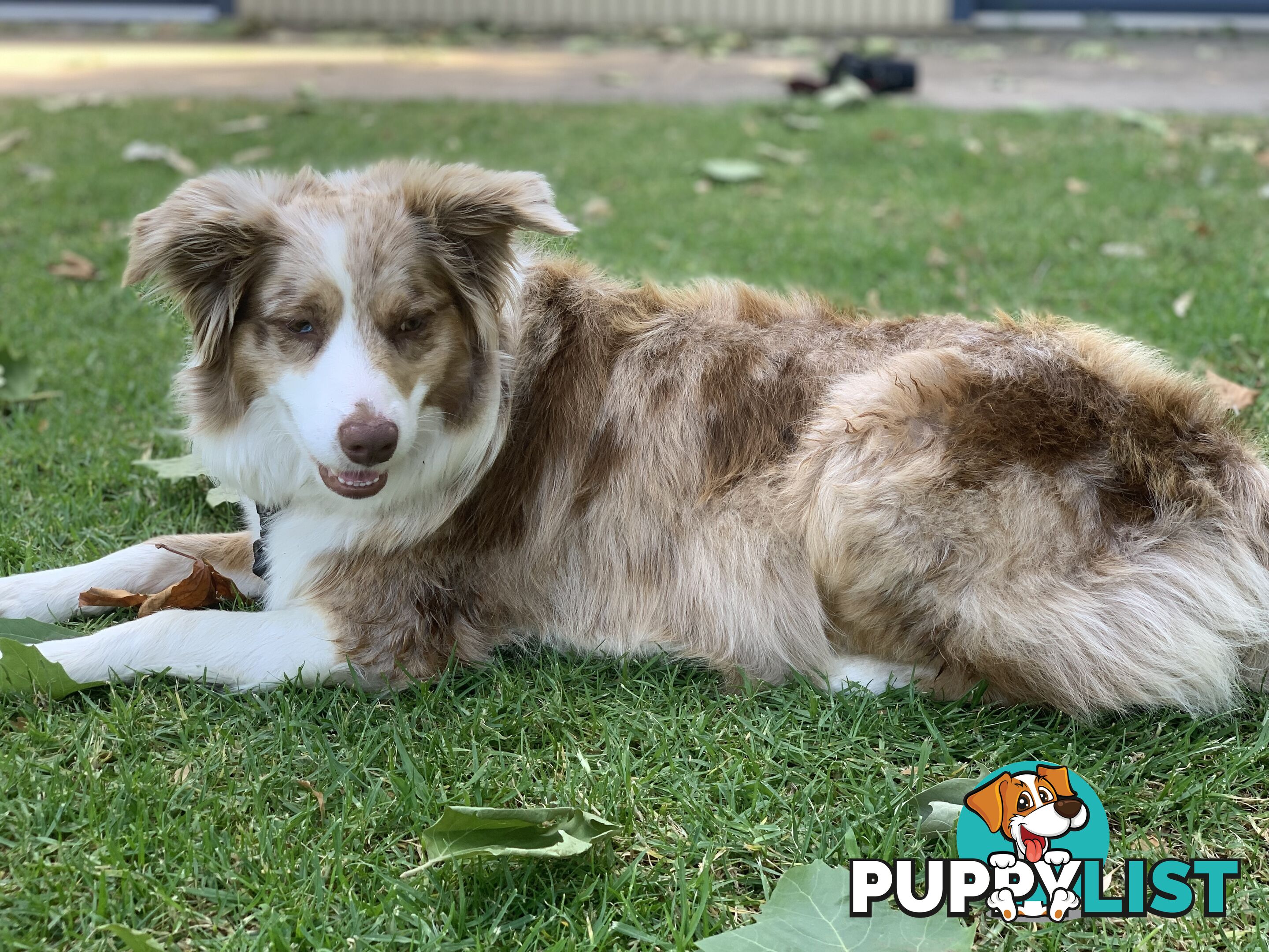 Border Collie Puppies *READY IN TWO WEEKS*