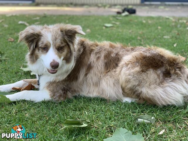 Border Collie Puppies *READY IN TWO WEEKS*