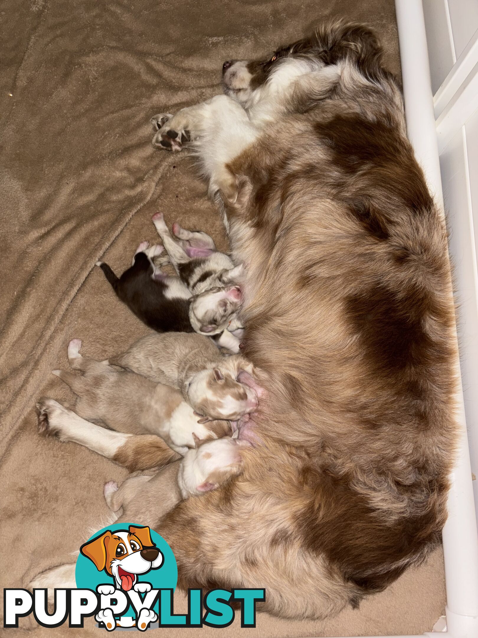 Border Collie Puppies