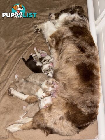 Border Collie Puppies
