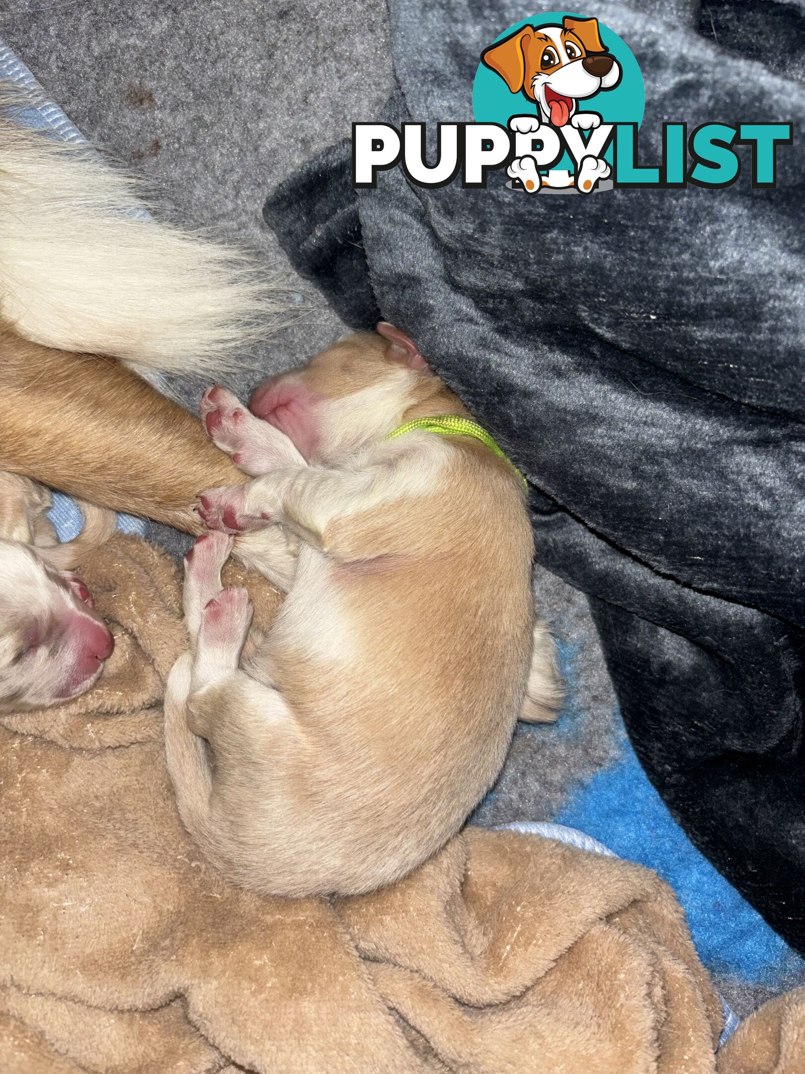 Border Collie Puppies