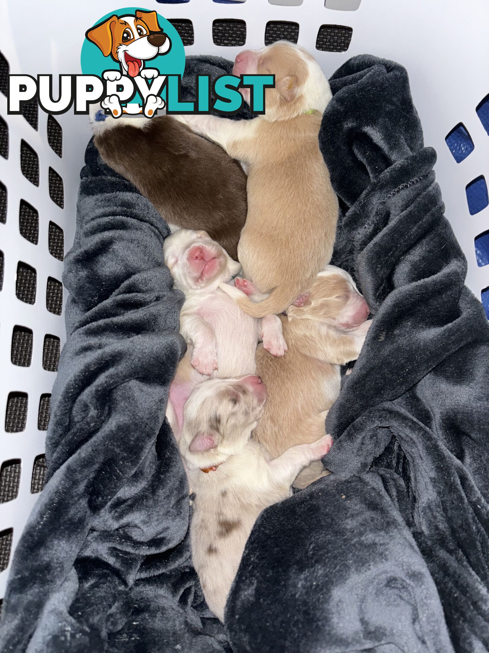 Border Collie Puppies