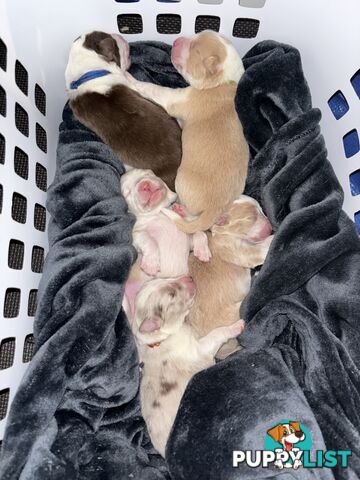 Border Collie Puppies