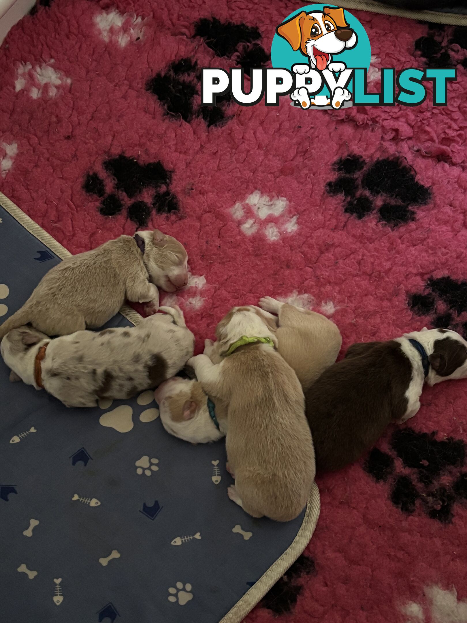 Border Collie Puppies