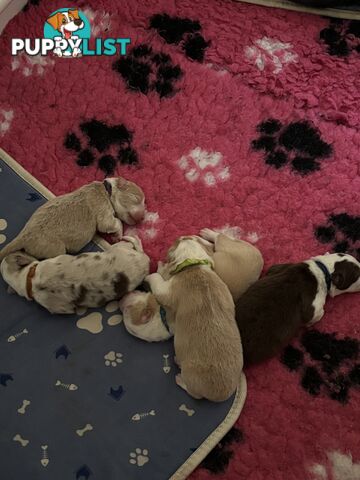 Border Collie Puppies