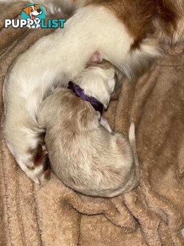 Border Collie Puppies